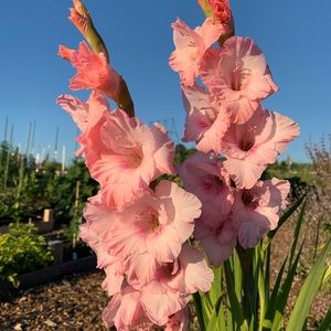 Meet your Posher, Riley